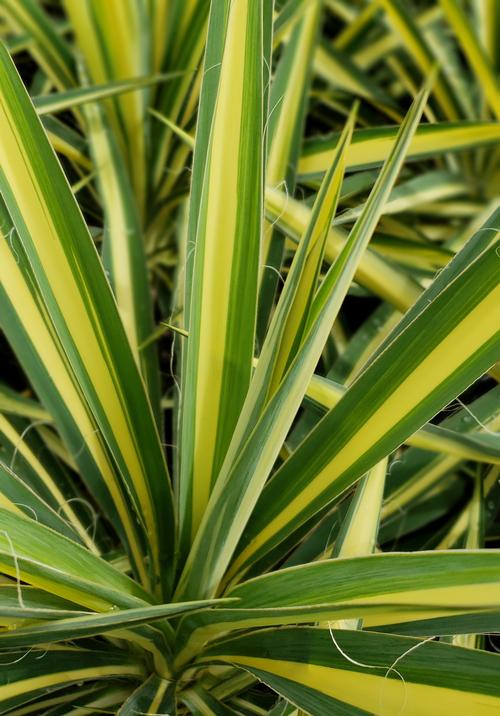 Yucca filamentosa 'Color Guard' (Color Guard Yucca)