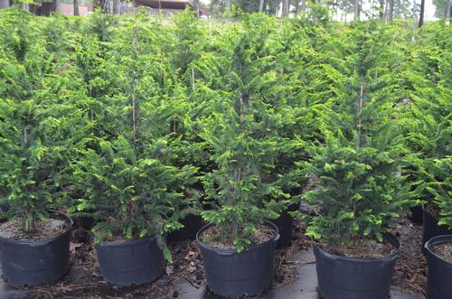 Chamaecyparis obtusa 'Golden Fernspray' (Golden Fernspray Hinoki Cypress)