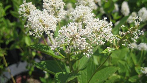 Ceanothus americanus (New Jersey Tea)