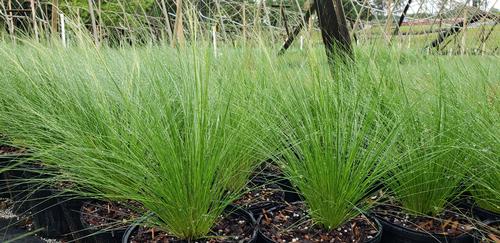 Nassella tenuissima (Mexican Feather Grass)