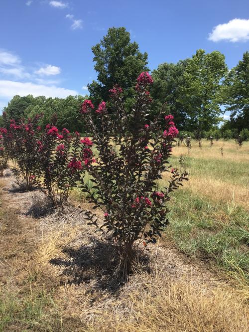 Lagerstroemia Black Diamond™ Black Diamond 'Mystic Magenta' - Mystic Magenta Crape Myrtle from Taylor's Nursery