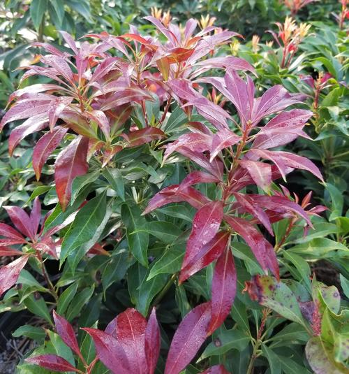 Pieris japonica 'Katsura' (Katsura Pieris)