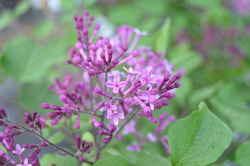 Syringa x 'Bloomerang Dark Purple' (Bloomerang Dark Purple Lilac)