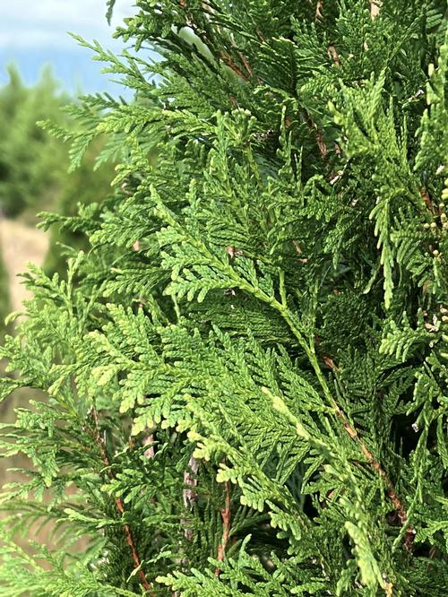 Thuja occidentalis 'Nigra' - Nigra Arborvitae from Taylor's Nursery