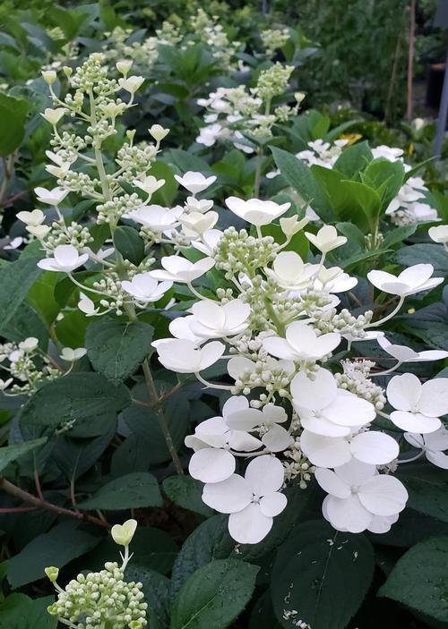 Hydrangea paniculata 'Little Quick Fire?' - Little Quick Fire? Hydrangea from Taylor's Nursery