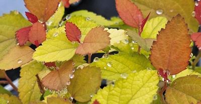 Spiraea japonica 'Candy Corn®' - Candy Corn® Spiraea from Taylor's Nursery