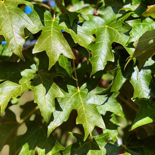 Acer saccharum 'Fall Fiesta®' - Fall Fiesta® Sugar Maple from Taylor's Nursery