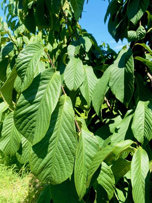 Asimina triloba - Paw Paw from Taylor's Nursery