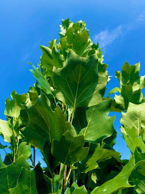 Liriodendron tulipifera 'Arnold' - Arnold Tulip Poplar from Taylor's Nursery