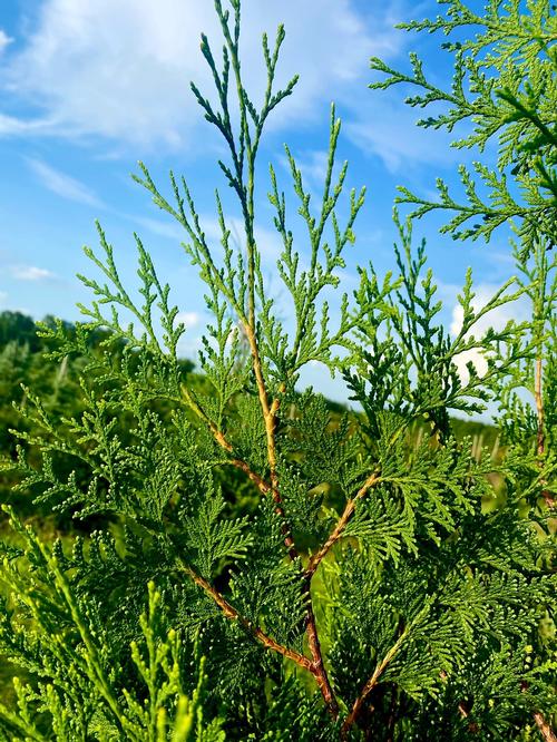 Thuja occidentalis 'American Pillar' - American Pillar Arborvitae from Taylor's Nursery