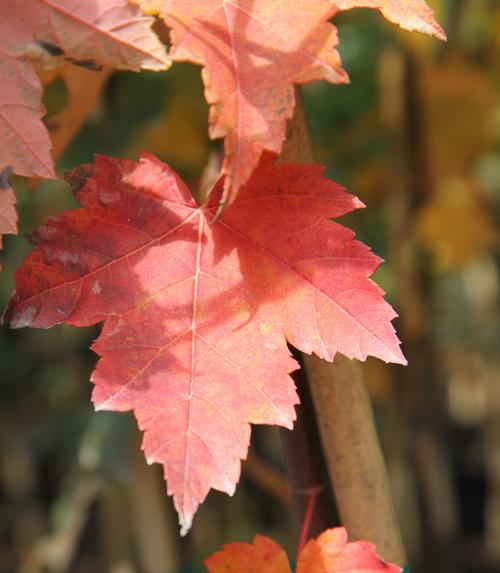 Acer rubrum 'Sun Valley' (Sun Valley Maple)