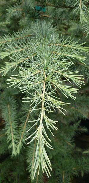 Cedrus deodara 'Bill's Blue' - Bill's Blue Deodara Cedar from Taylor's Nursery