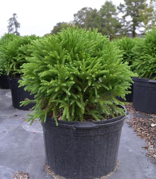 Cryptomeria japonica 'Globosa Nana' 5g