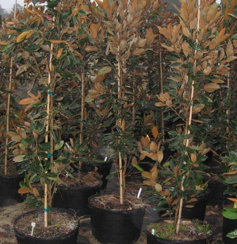 Magnolia grandiflora 'Little Gem' (Little Gem Magnolia)