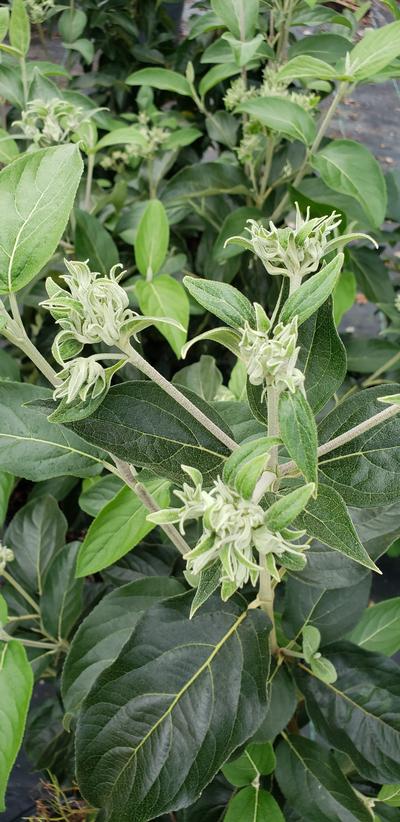 Viburnum macrocephalum 'Sterile' (Chinese Snowball)