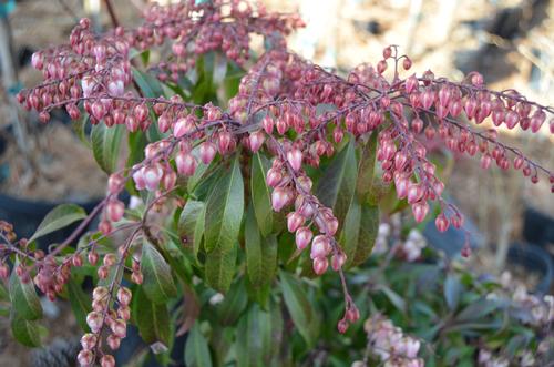 Pieris japonica 'Katsura'