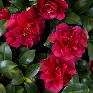 Camellia sasanqua October Magic® 'Ruby™'