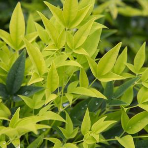 Nandina domestica 'Lemon Lime'