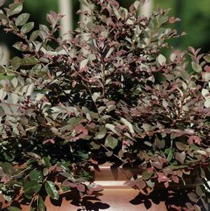Loropetalum chinense 'Cerise Charm™'