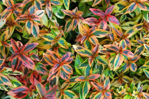 Abelia x grandiflora 'Kaleidoscope' (Kaleidoscope Glossy Abelia)