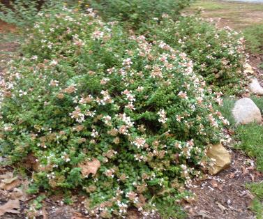 Abelia x grandiflora 'Little Richard'