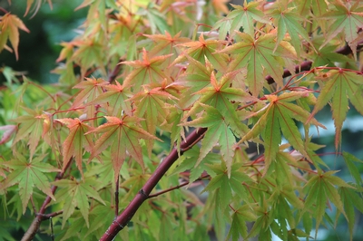 Acer palmatum (Sango Kaku Japanese Maple)
