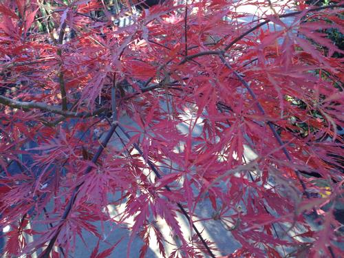 Acer palmatum var. dissectum (Crimson Queen Japanese Maple)