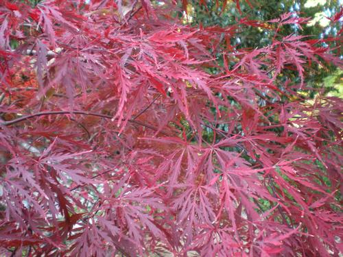 Acer palmatum dissectum 'Orangeola' (Orangeola Japanese Maple) 