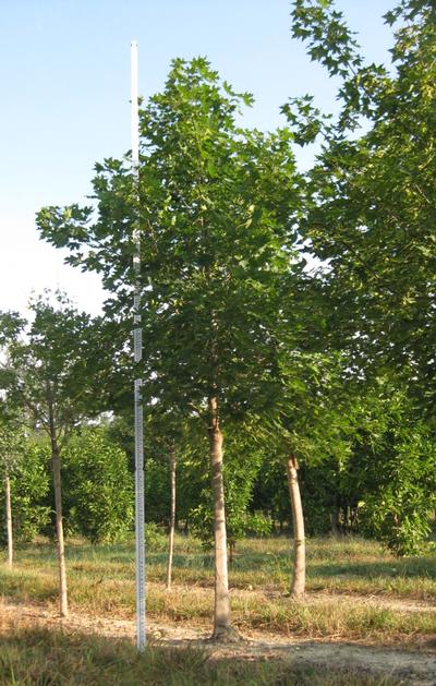 Acer truncatum (Shangtung Maple)
