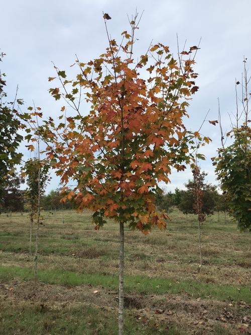 Acer saccharum - Sugar Maple from Taylor's Nursery