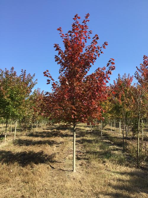 Acer x freemanii (Autumn Blaze Maple)