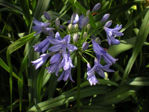 Agapanthus x (Midnight Blue Lily of the Nile)