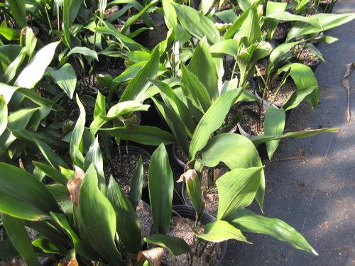 Aspidistra elatior