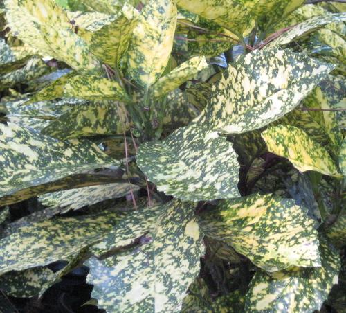 Aucuba japonica (Marmorata Aucuba)