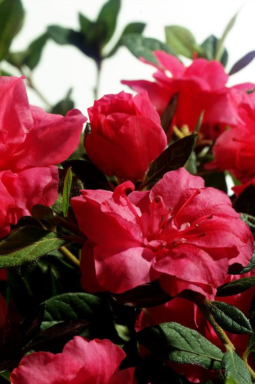 Azalea Encore 'Autumn Rouge'™ (Autumn Rouge™ Azalea)