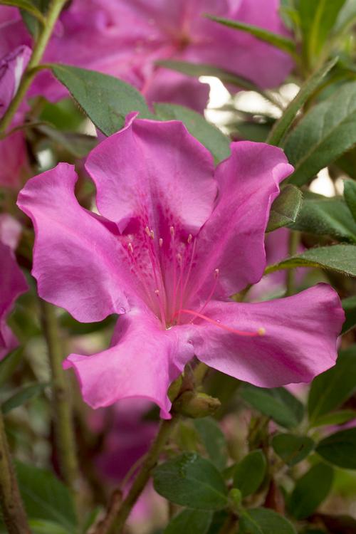 Azalea Encore® Autumn Royalty®