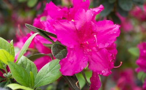 Azalea (Girard's Fuchsia Azalea)