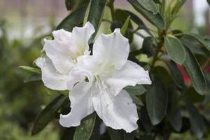 Azalea (Girard's Pleasant White Azalea)