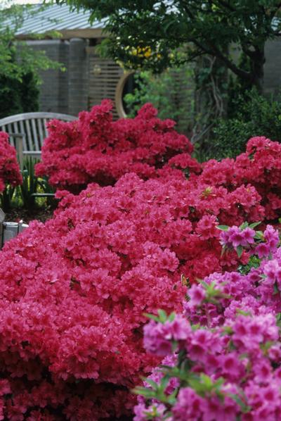 Azalea (Girard's Rose Azalea)