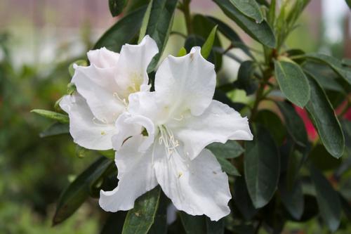 Azalea x indica 'G. G. Gerbing' (G. G. Gerbing Azalea)