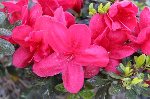 Azalea x kurume 'Mother's Day' (Mother's Day Azalea)