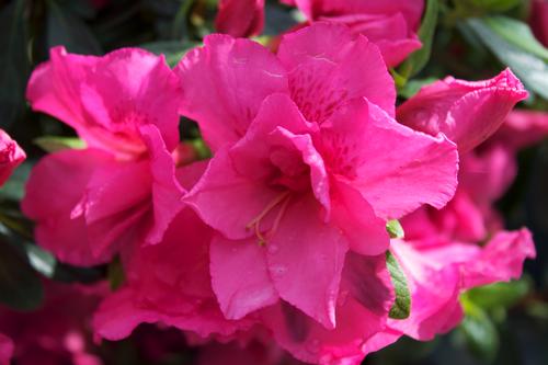 Azalea (Carror Azalea)
