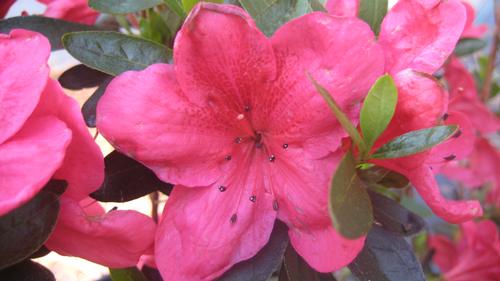 Azalea (Nuccio's Wild Cherry Azalea)
