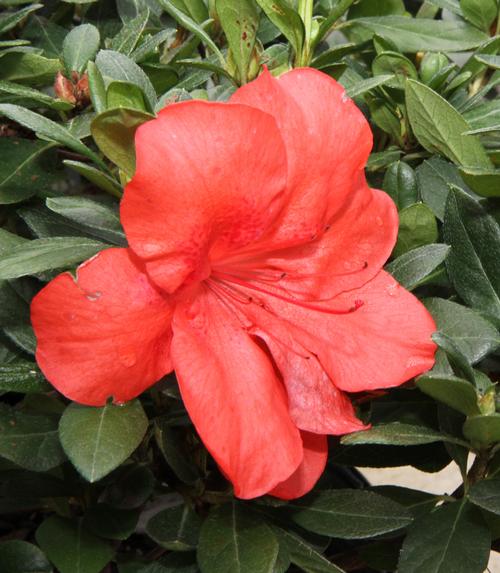 Azalea (Amagasa Azalea)
