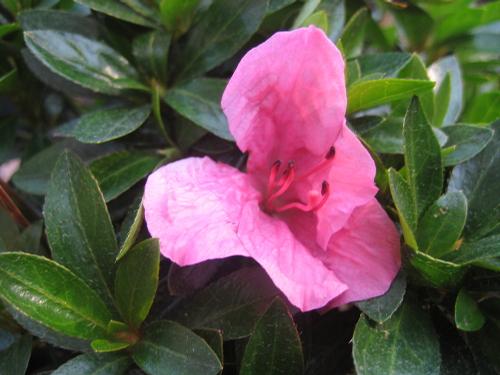 Azalea (Chinsoy Azalea)