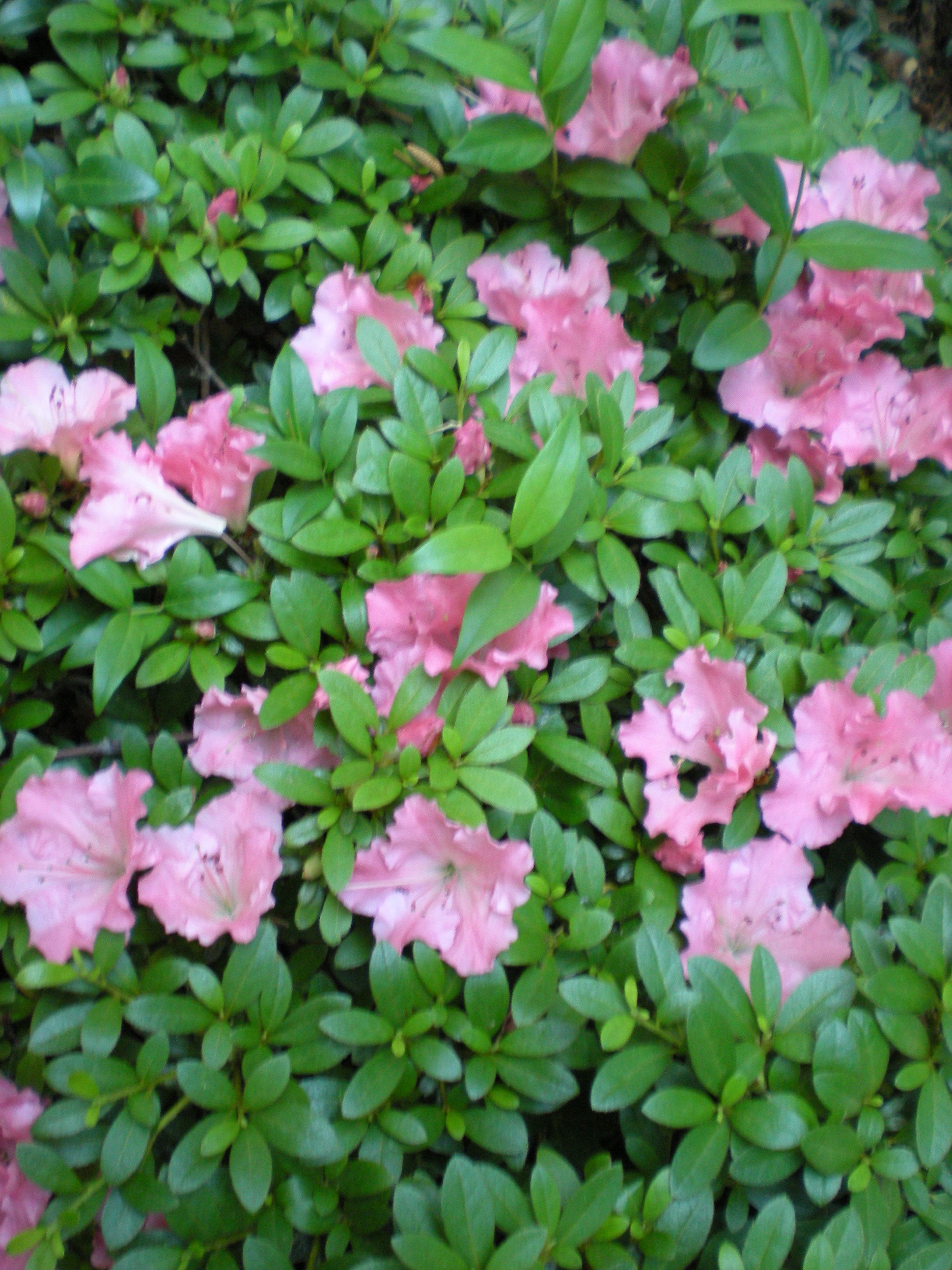 Azalea x satsuki 'Gumpo Pink' (Gumpo Pink Azalea)