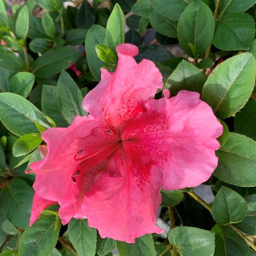 Azalea (Higasa Azalea)