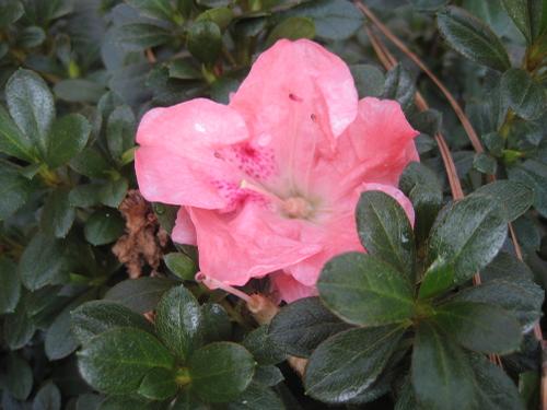 Azalea (Wakaebisu Azalea)