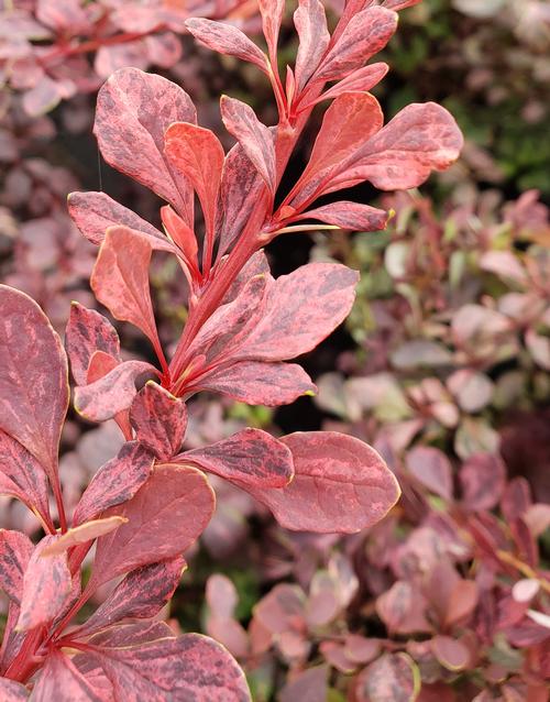 Berberis thunbergii (Rose Glow Barberry)