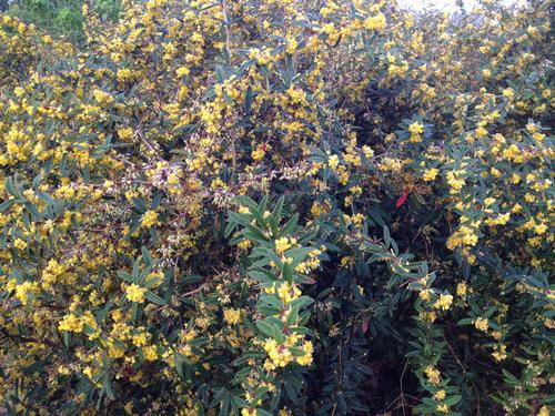 Berberis x gladwynensis 'William Penn' (William Penn Barberry)